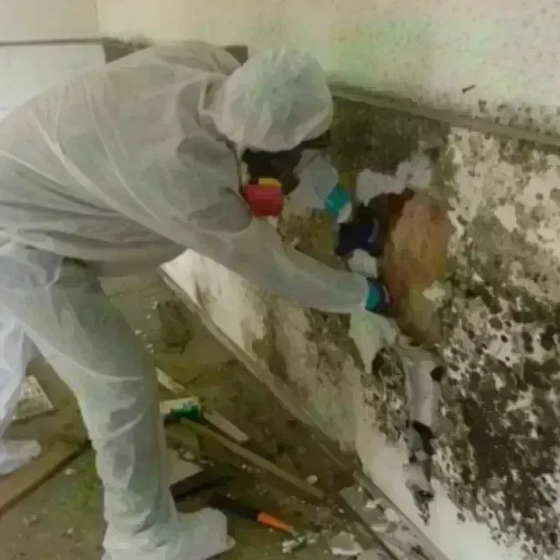 Mold Remediation and Removal in Tazewell, TN